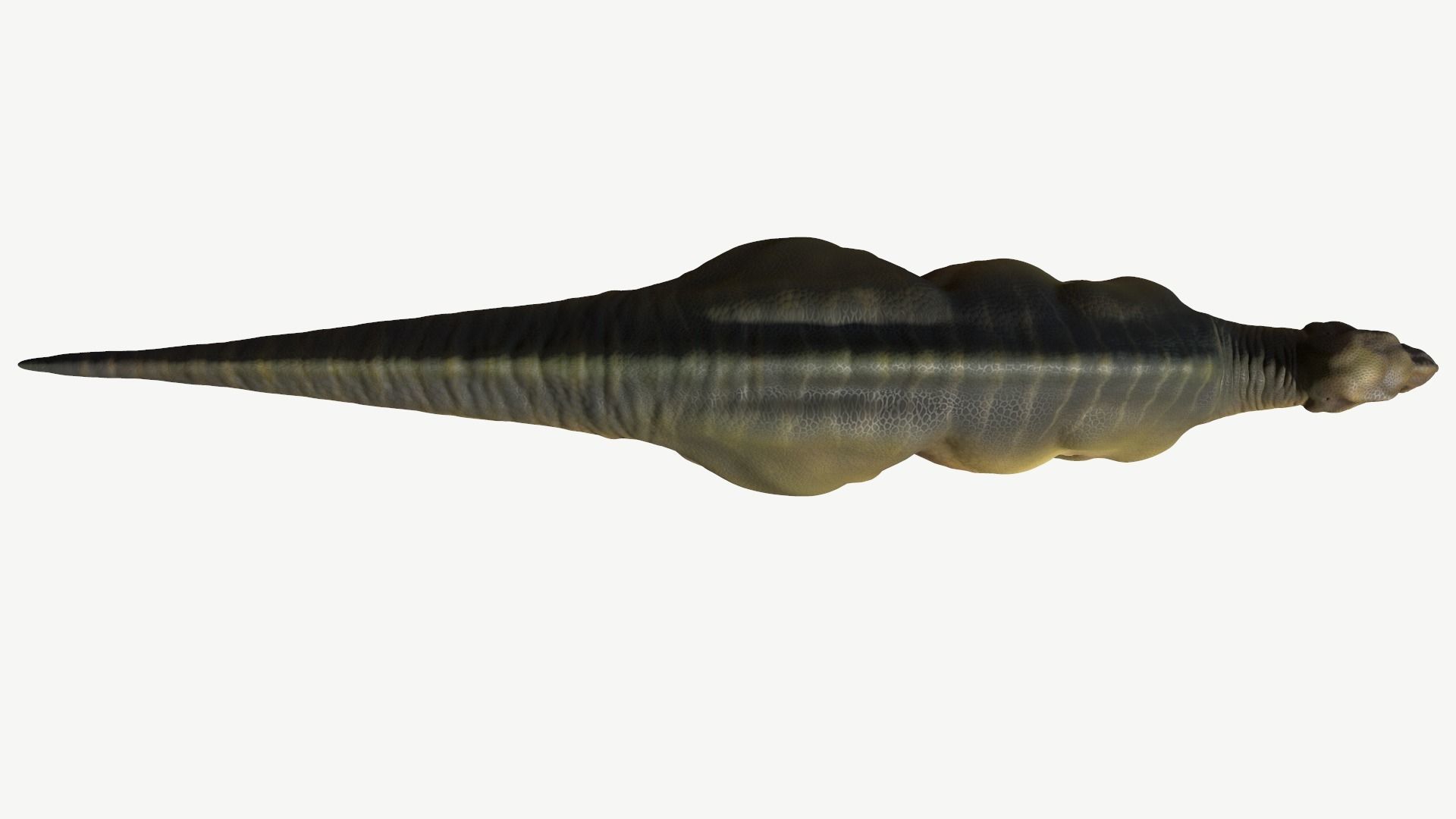 Iguanodon dinosaur Low-poly 3D model_7