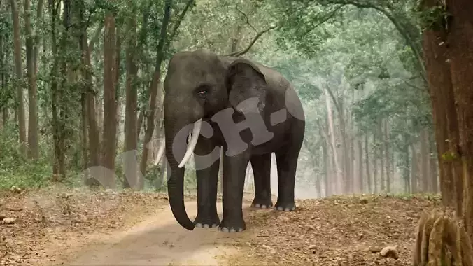 Elephant in circle