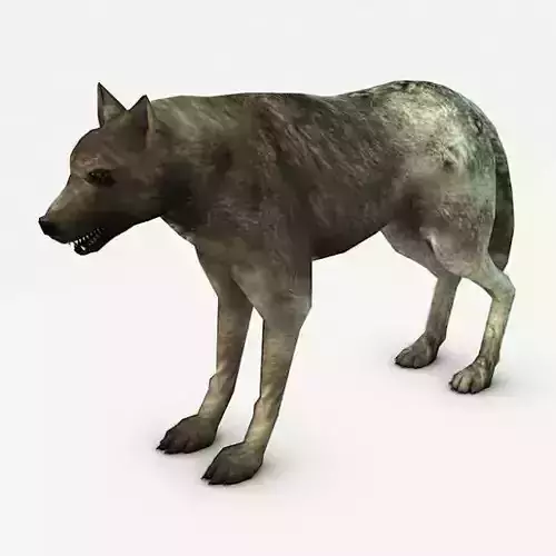 Wolf Low-poly 3D model
