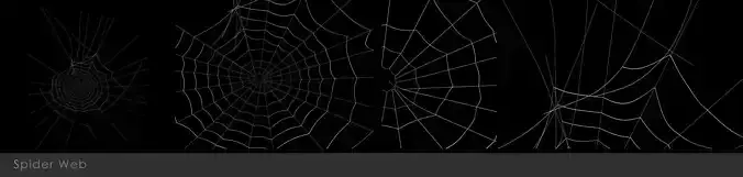 Spider Web