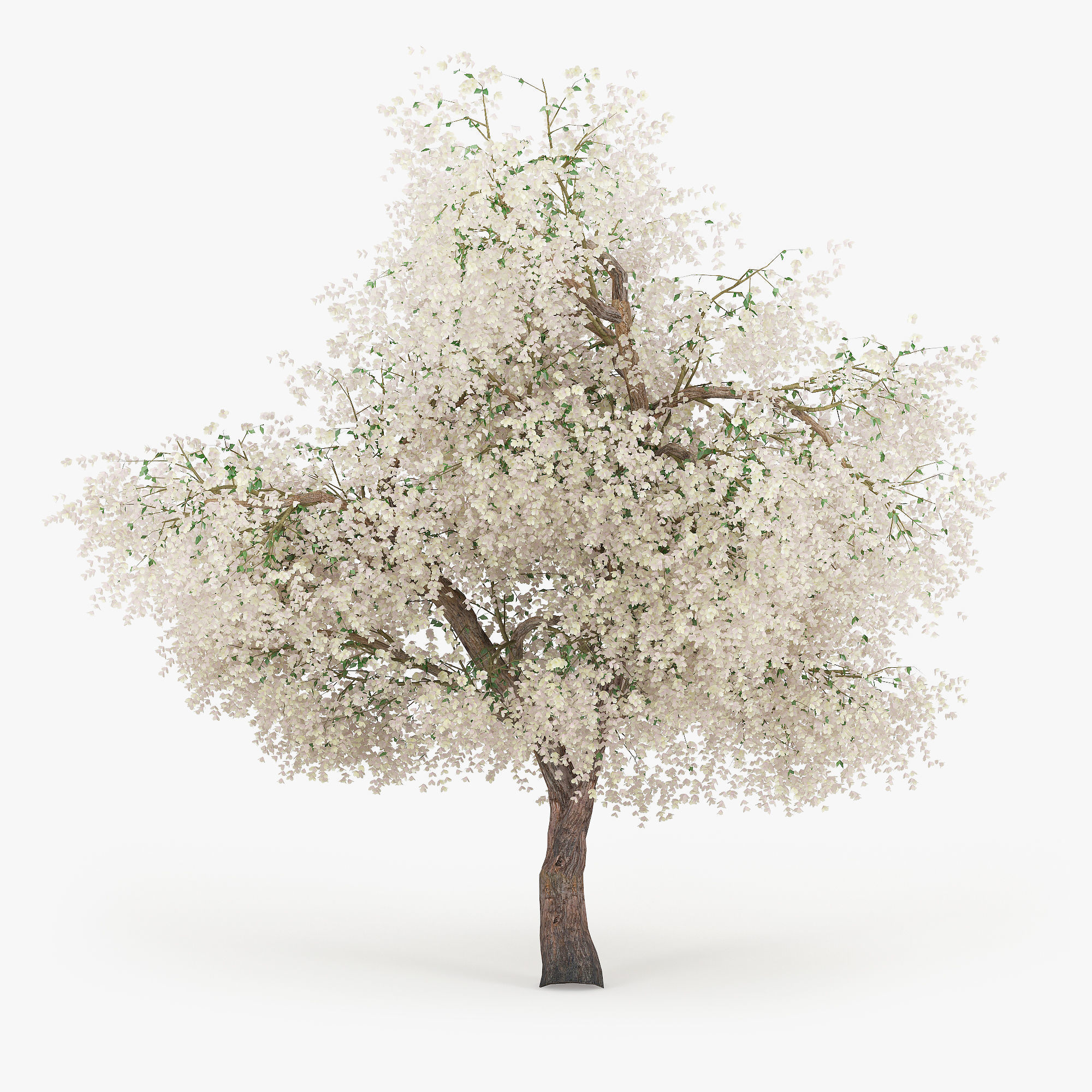 Flowering Apple Tree GrowFX 3D model_2