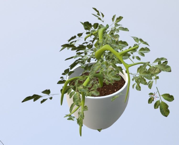 small plant for your archtectural renders Low-poly 3D model_3