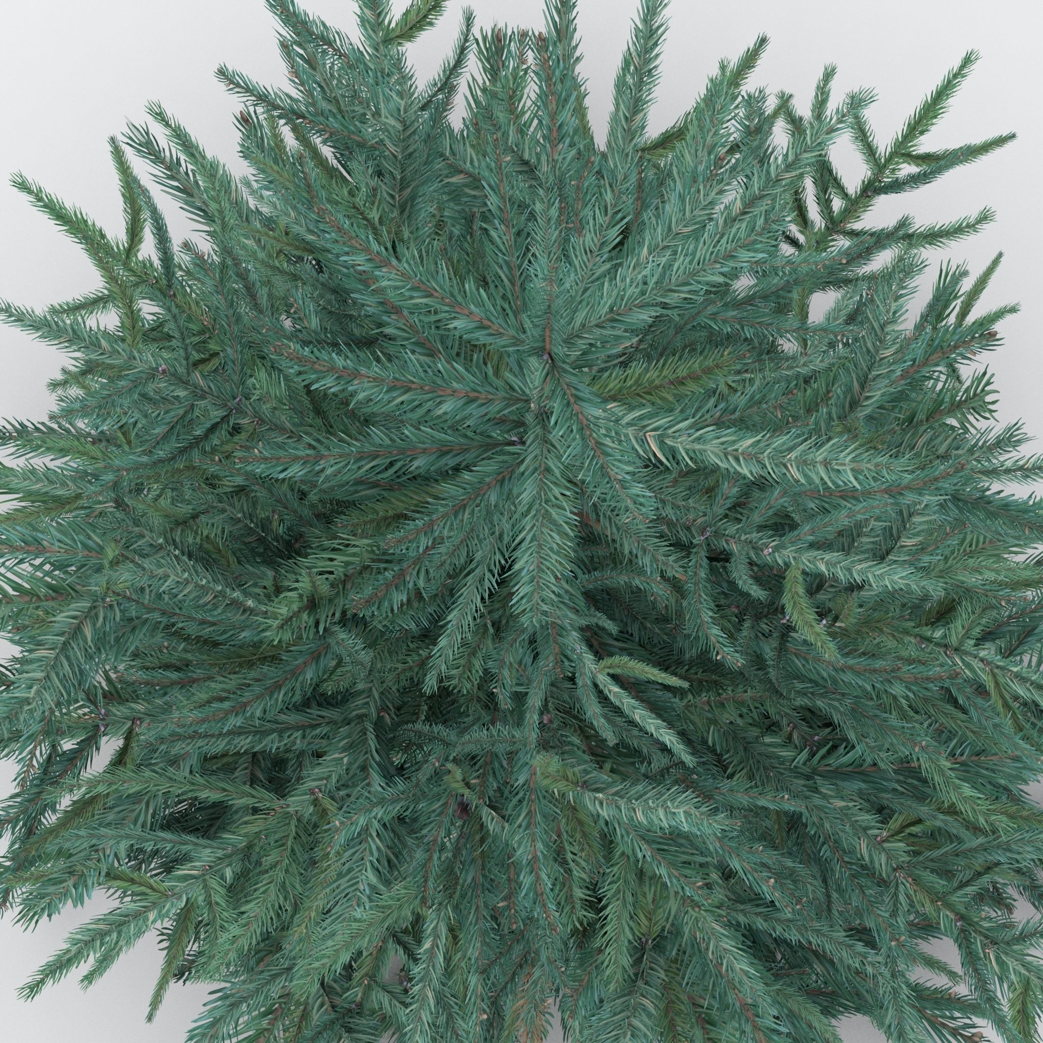 Firtree fir tree Low-poly 3D model_6
