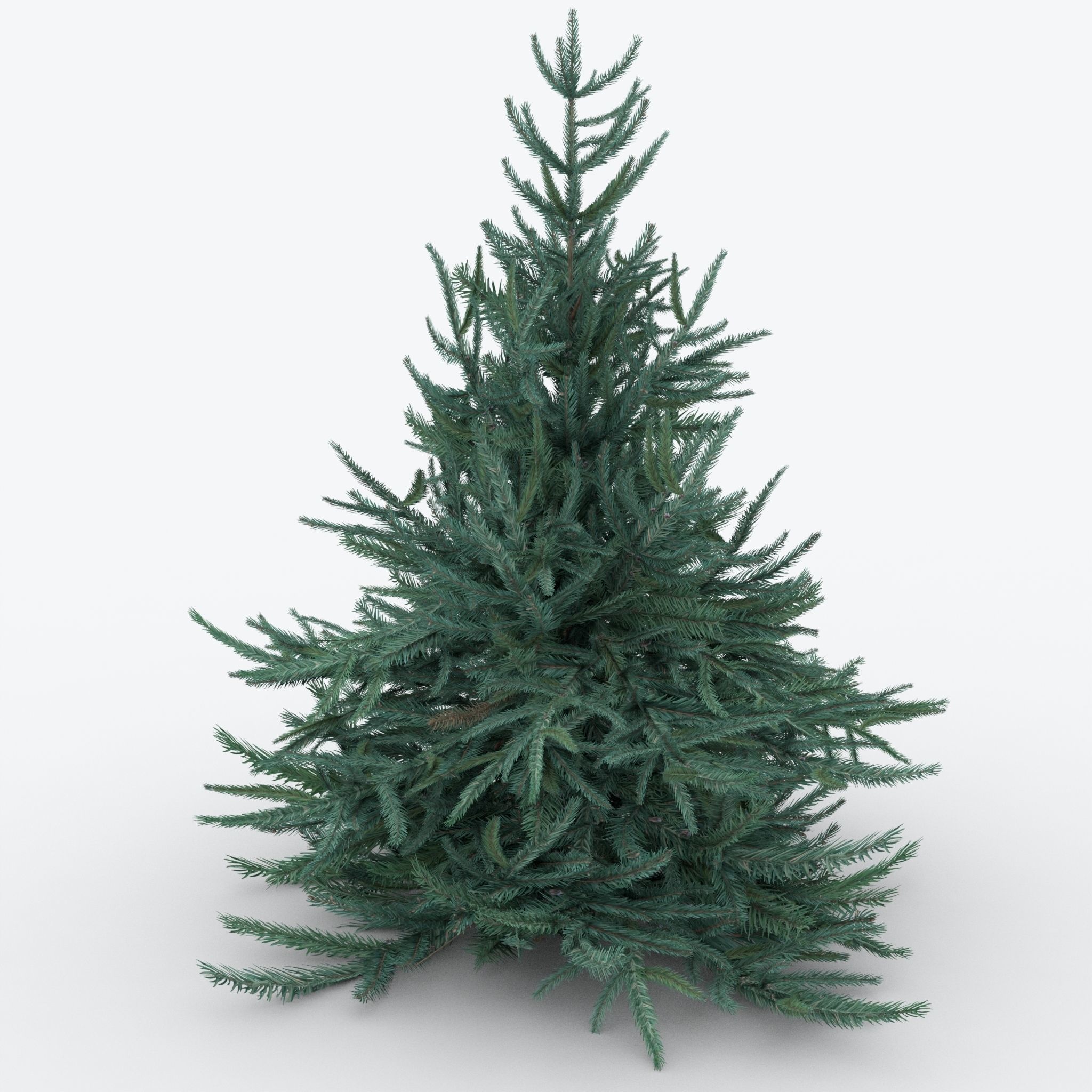Firtree fir tree Low-poly 3D model_2