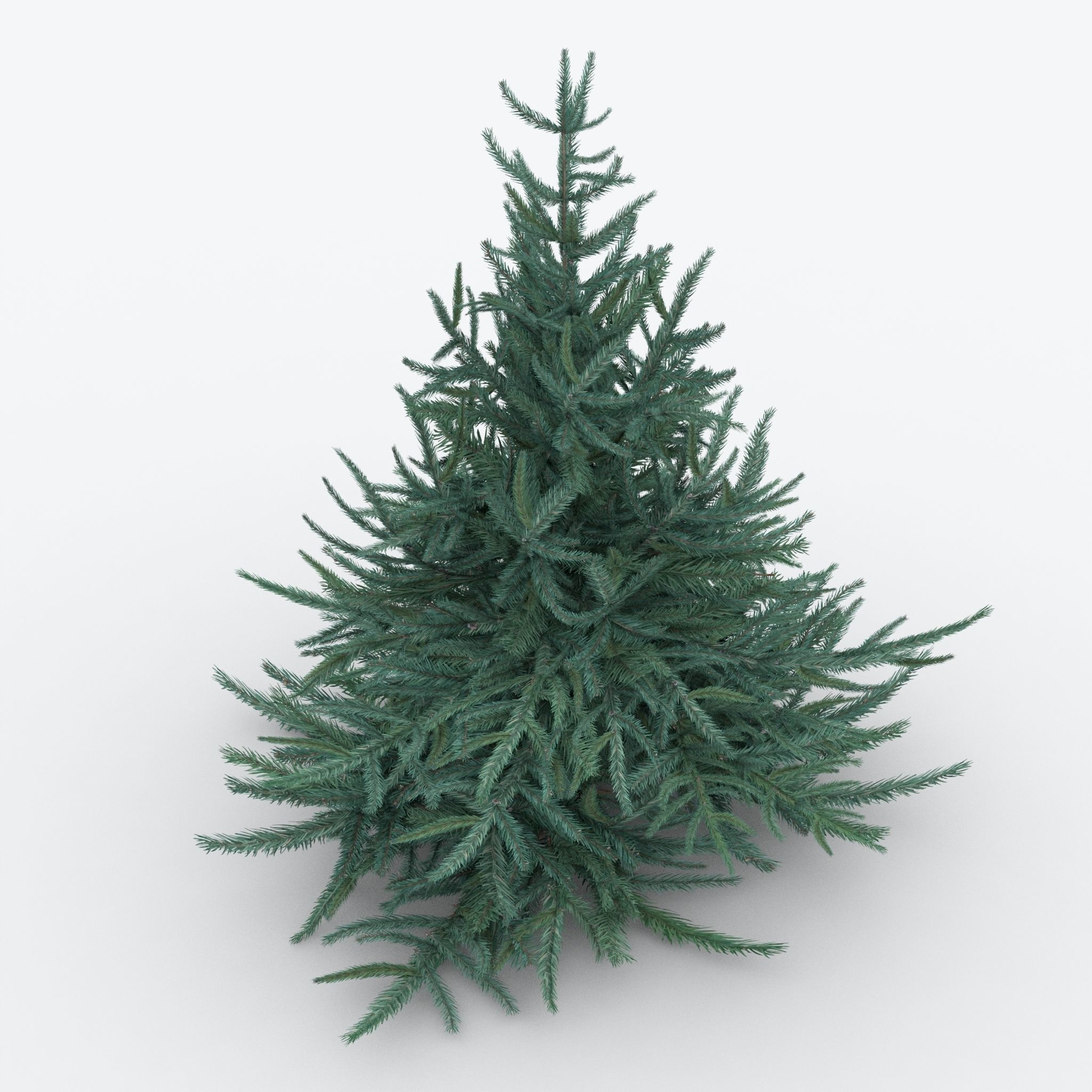 Firtree fir tree Low-poly 3D model_4