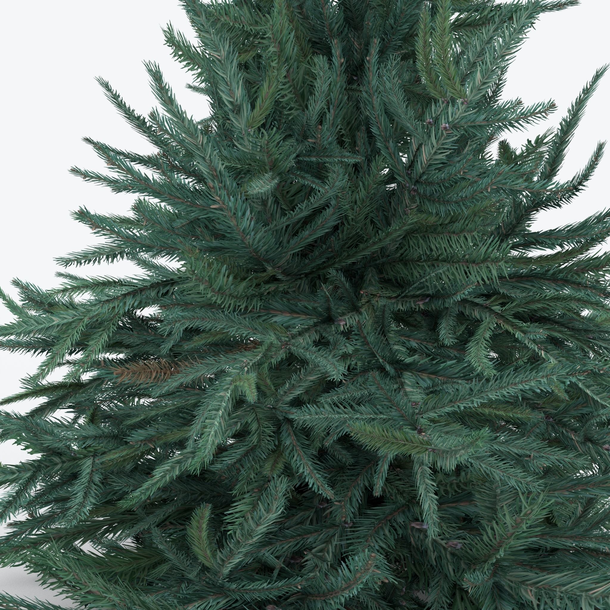 Firtree fir tree Low-poly 3D model_5