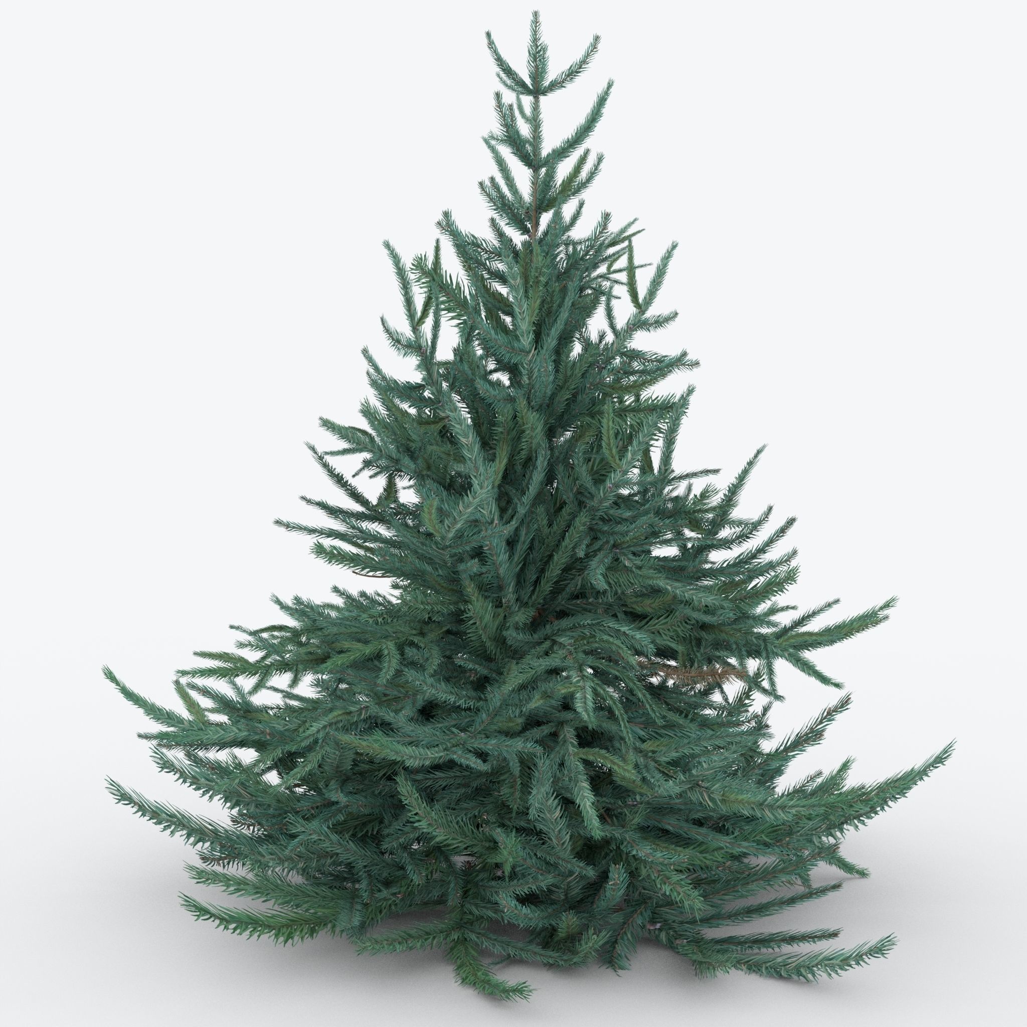 Firtree fir tree Low-poly 3D model_1
