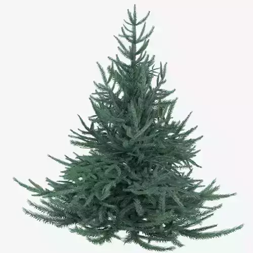 Firtree fir tree Low-poly 3D model