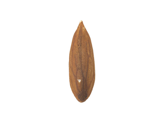 Photorealistic Almond 3D Scan 3D model 2