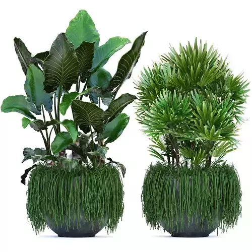 Collection Exotic plants 3D model