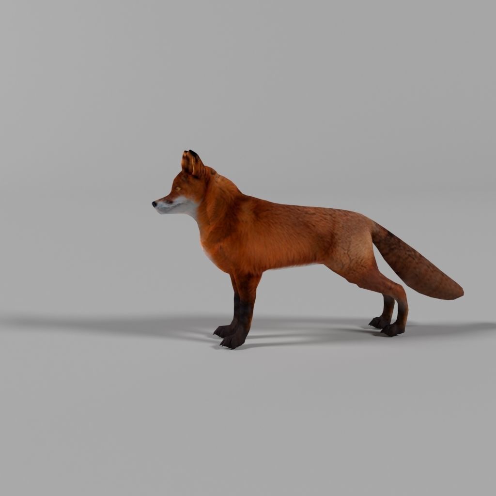Low poly FOX for animation Low-poly 3D model_3