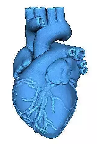Human Heart