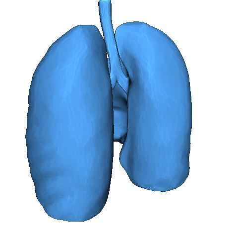 Human Lungs 3D print model_5