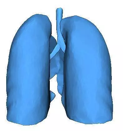 Human Lungs 3D print model_0