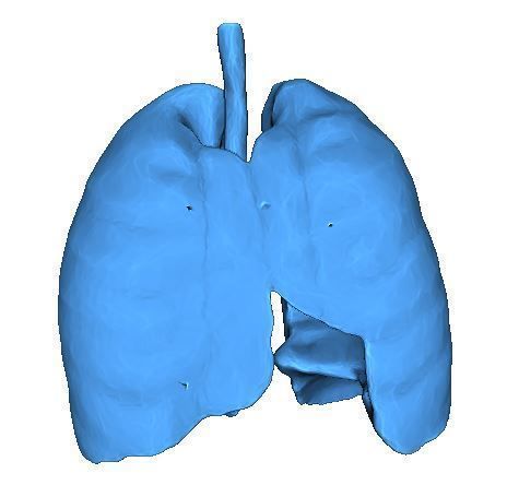 Human Lungs 3D print model_2