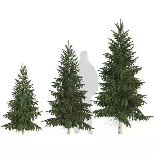 Spruce Tree