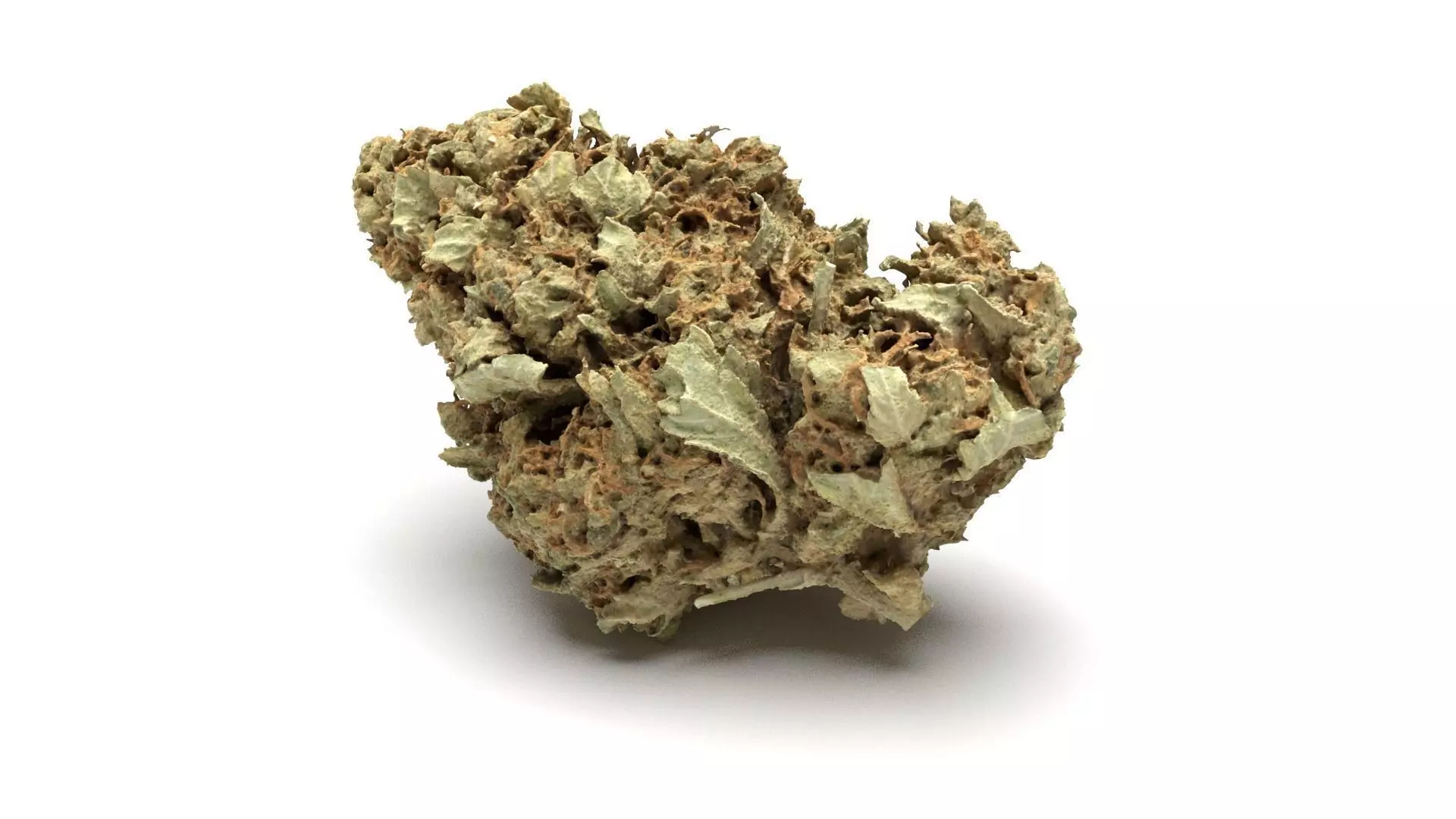 Cannabis Bud 01 3D model