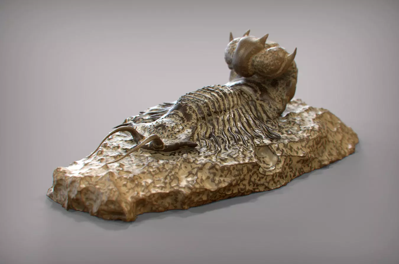Fossil series - Trilobyte 3D print model_0
