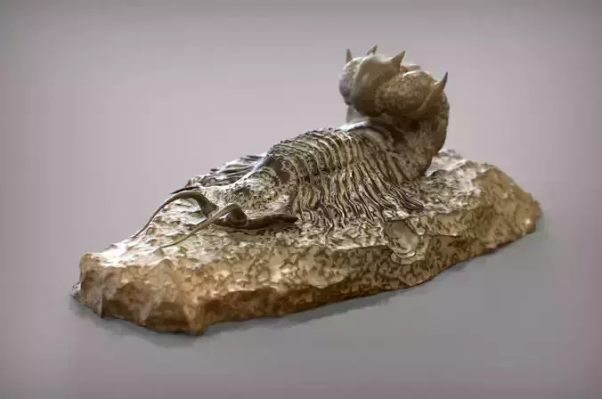 Fossil series - Trilobyte 3D print model