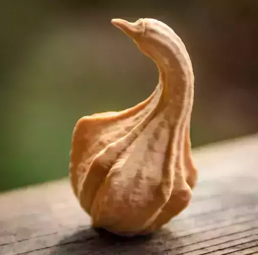 Winged Gourd Free 3D print model