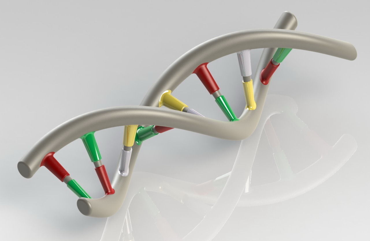 DNA Strand Free 3D model_1