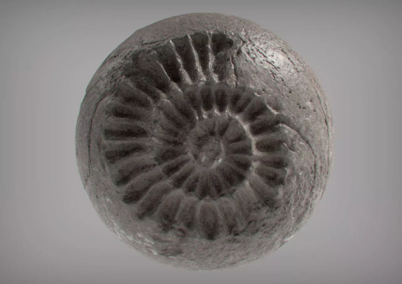 Fossil Series - Spiral 3D print model_0