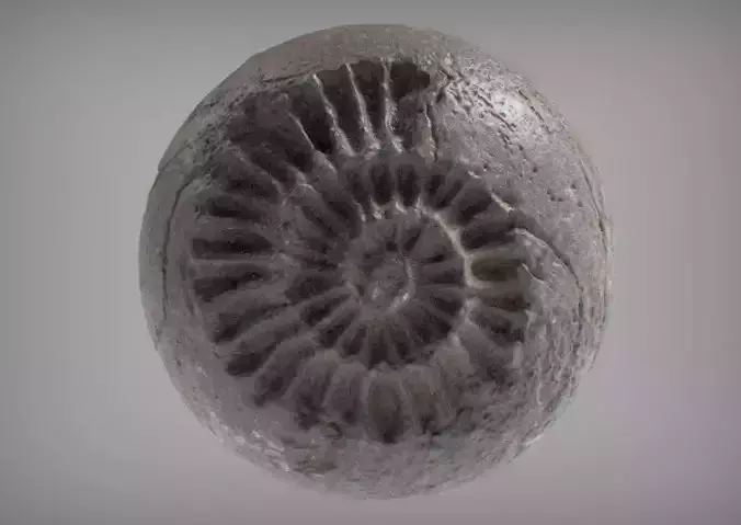 Fossil Series - Spiral 3D print model