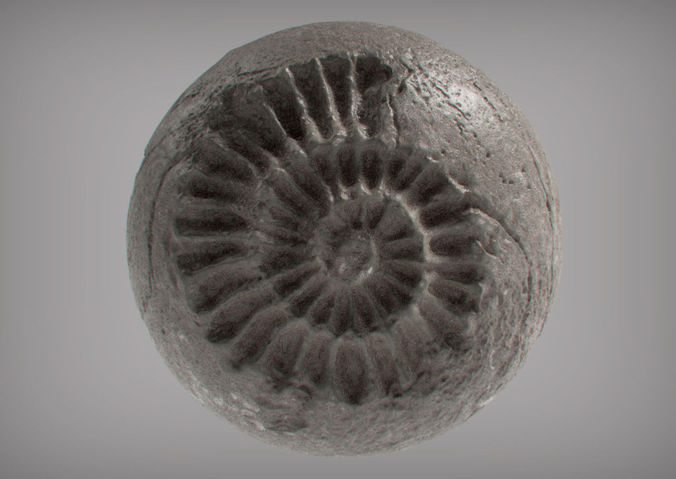3D Fossil Model | Download MAX OBJ FBX 3DS C4D STL files | CGTrader ...