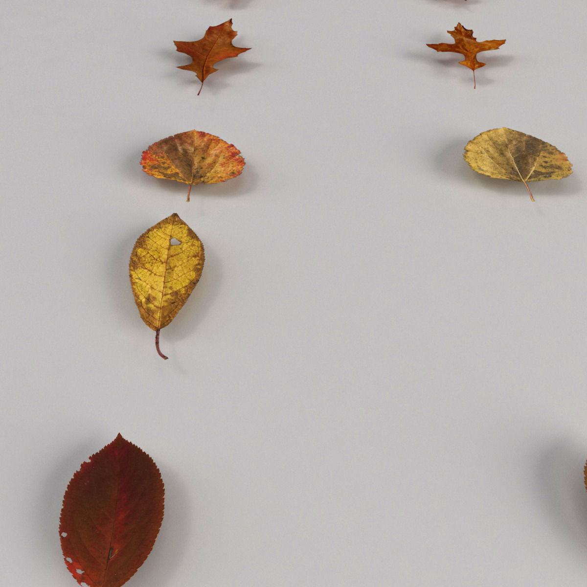 Dead Autumn Leaves 3D model_6