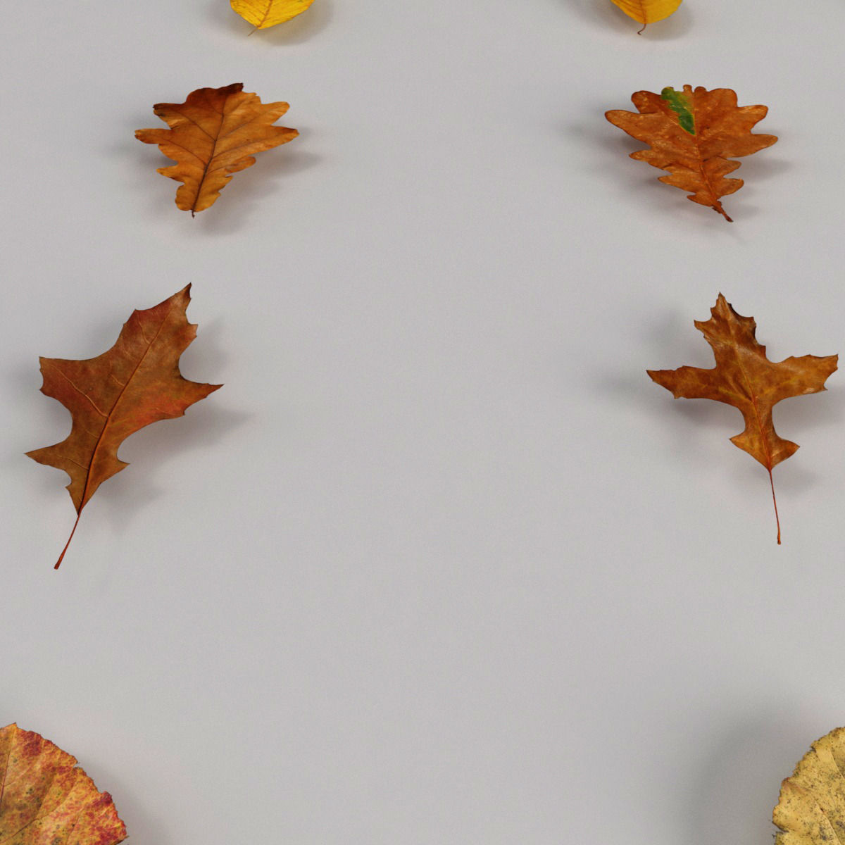 Dead Autumn Leaves 3D model_3