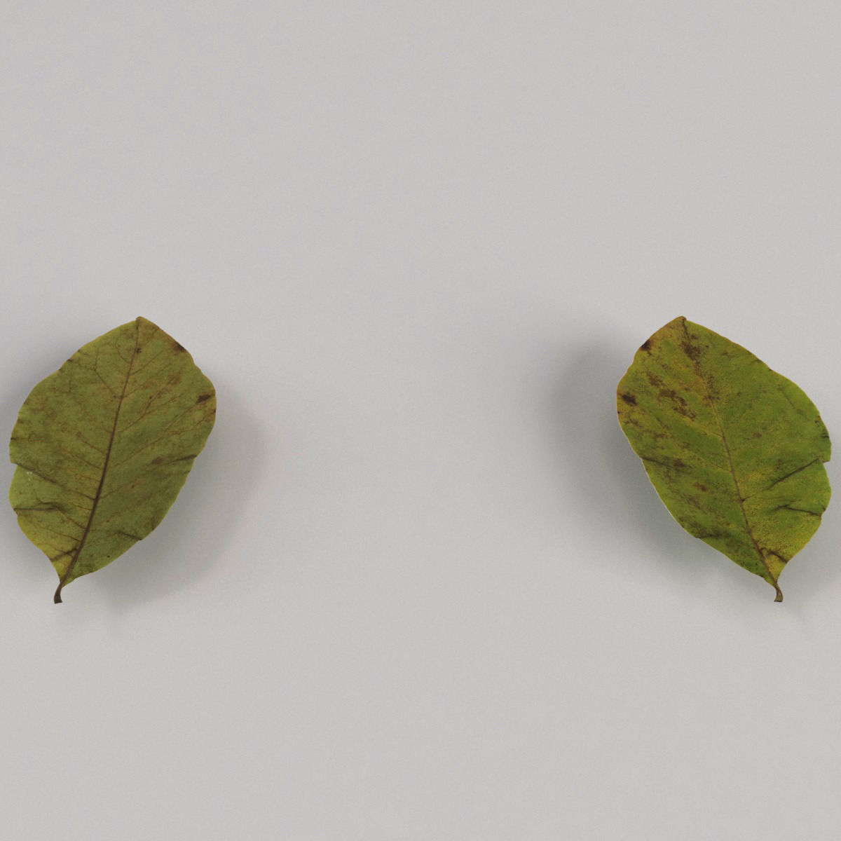 Dead Autumn Leaves 3D model_5