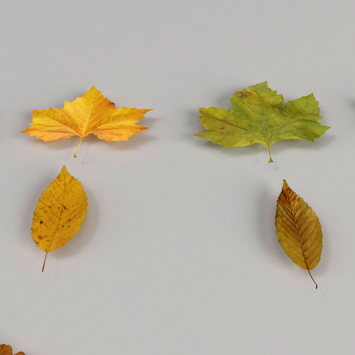 Dead Autumn Leaves 3D model_2