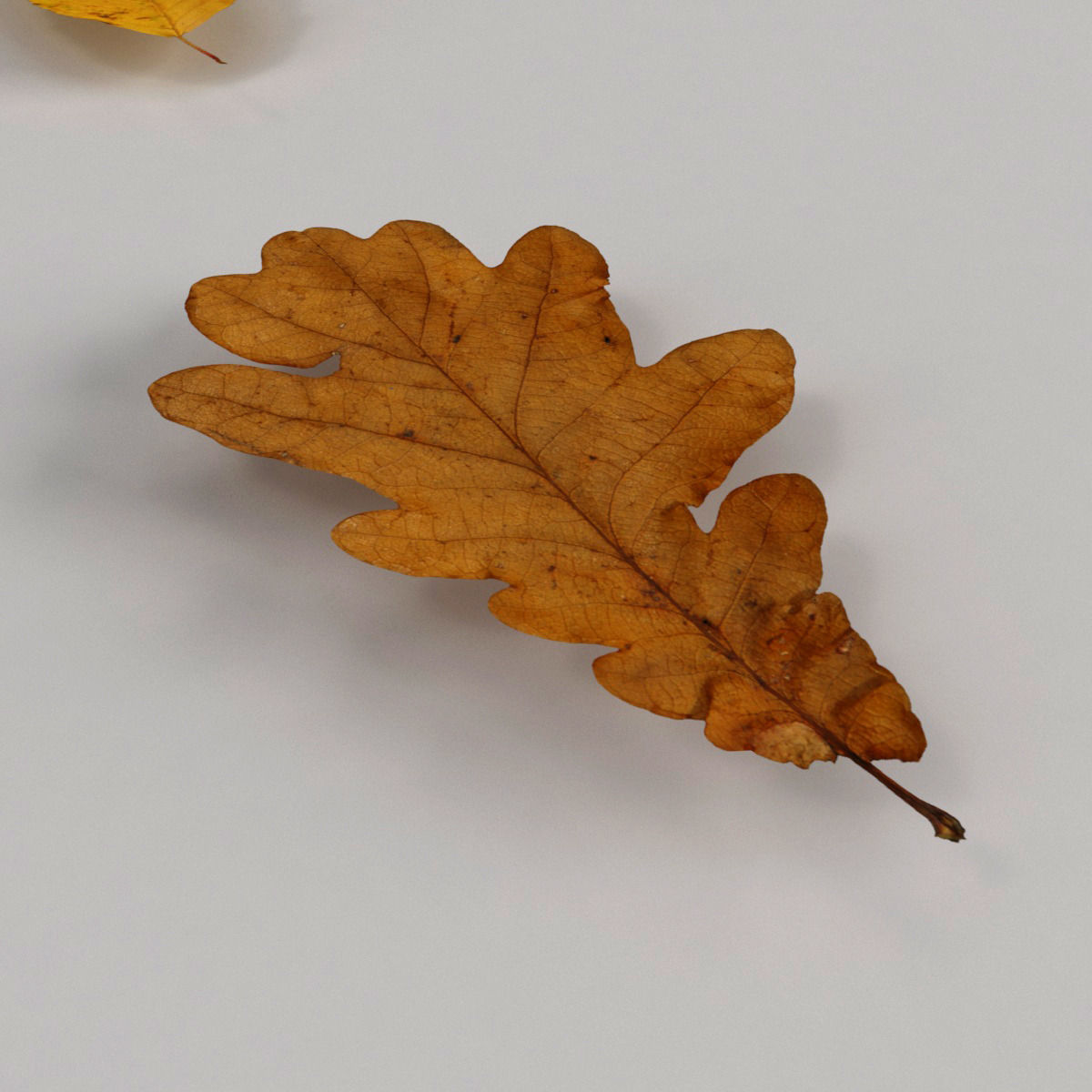 Dead Autumn Leaves 3D model_8