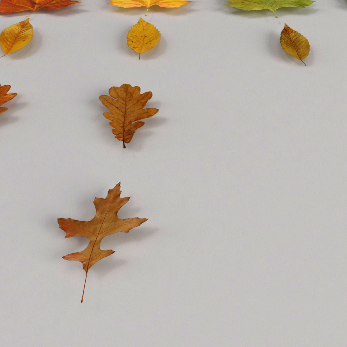 Dead Autumn Leaves 3D model_4