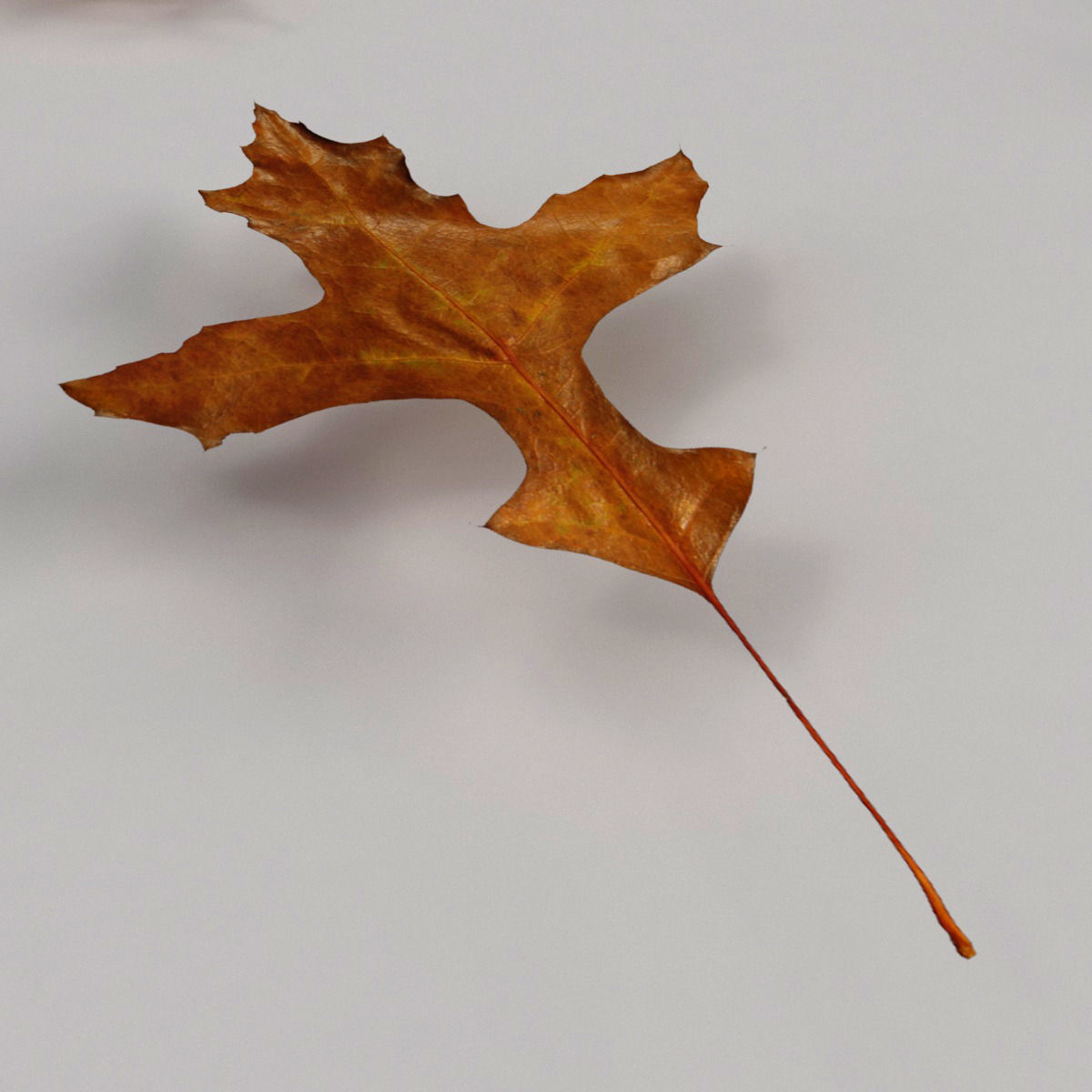 Dead Autumn Leaves 3D model_9