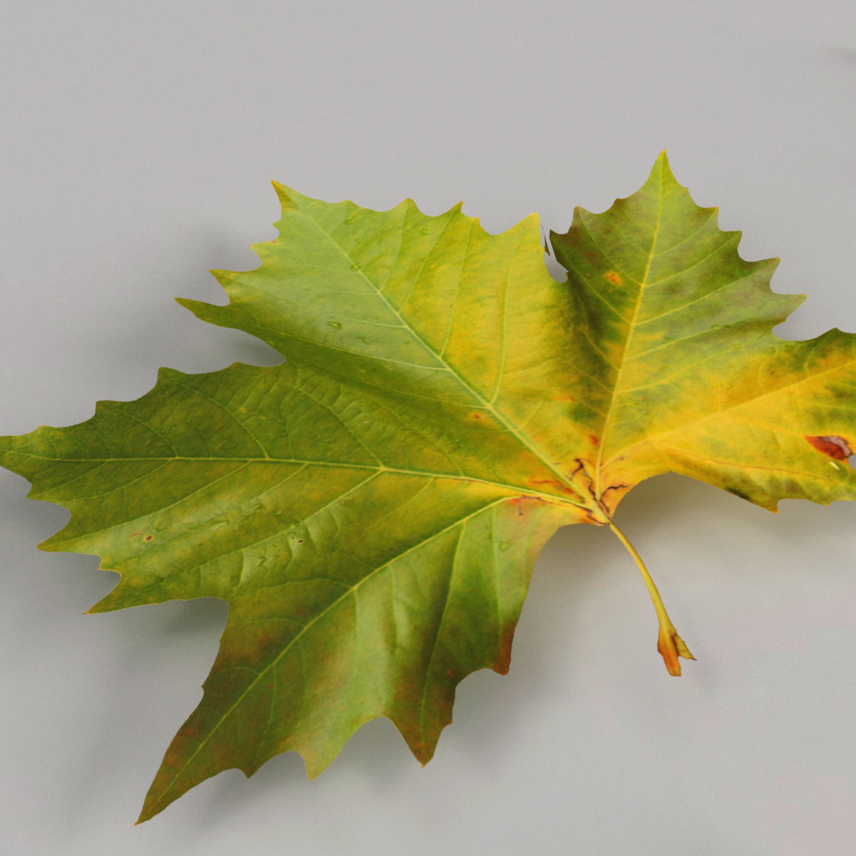 Dead Autumn Leaves 3D model_7