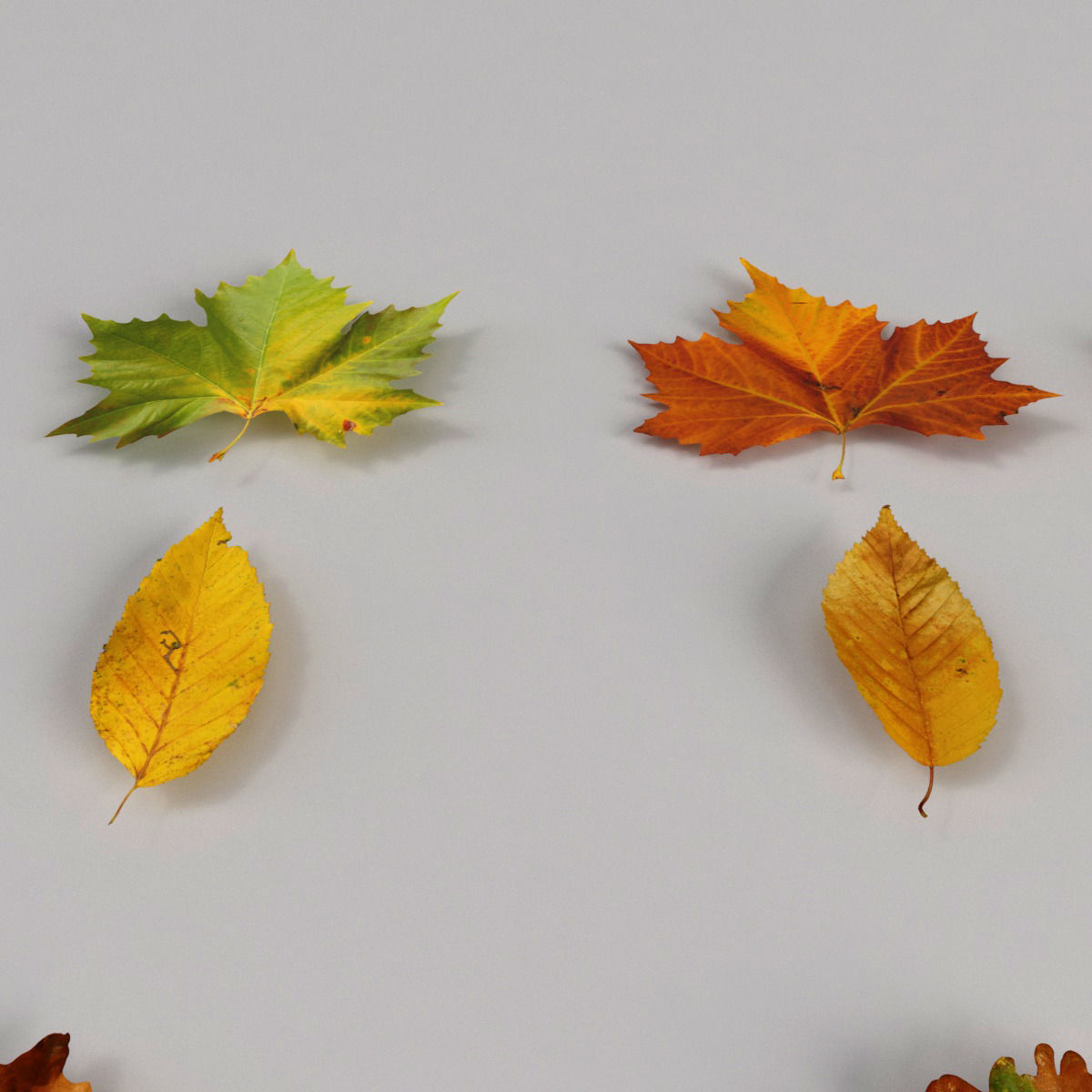 Dead Autumn Leaves 3D model_1