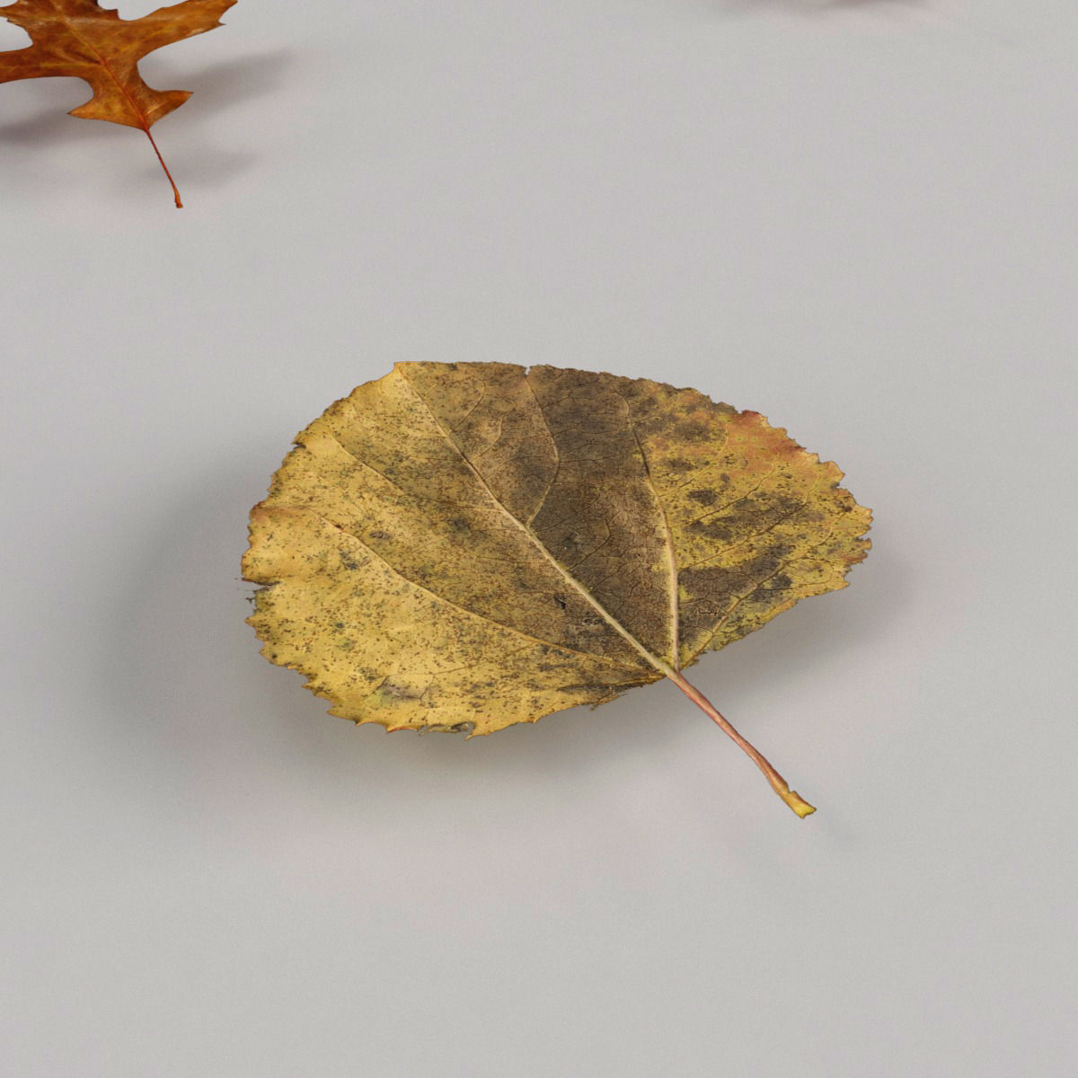 Dead Autumn Leaves 3D model_11