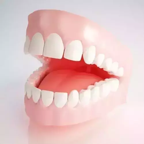 Gums and Teeth 3D model