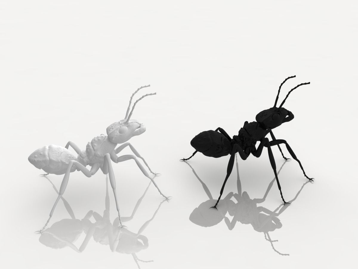 Detailed ant 3D print model_0