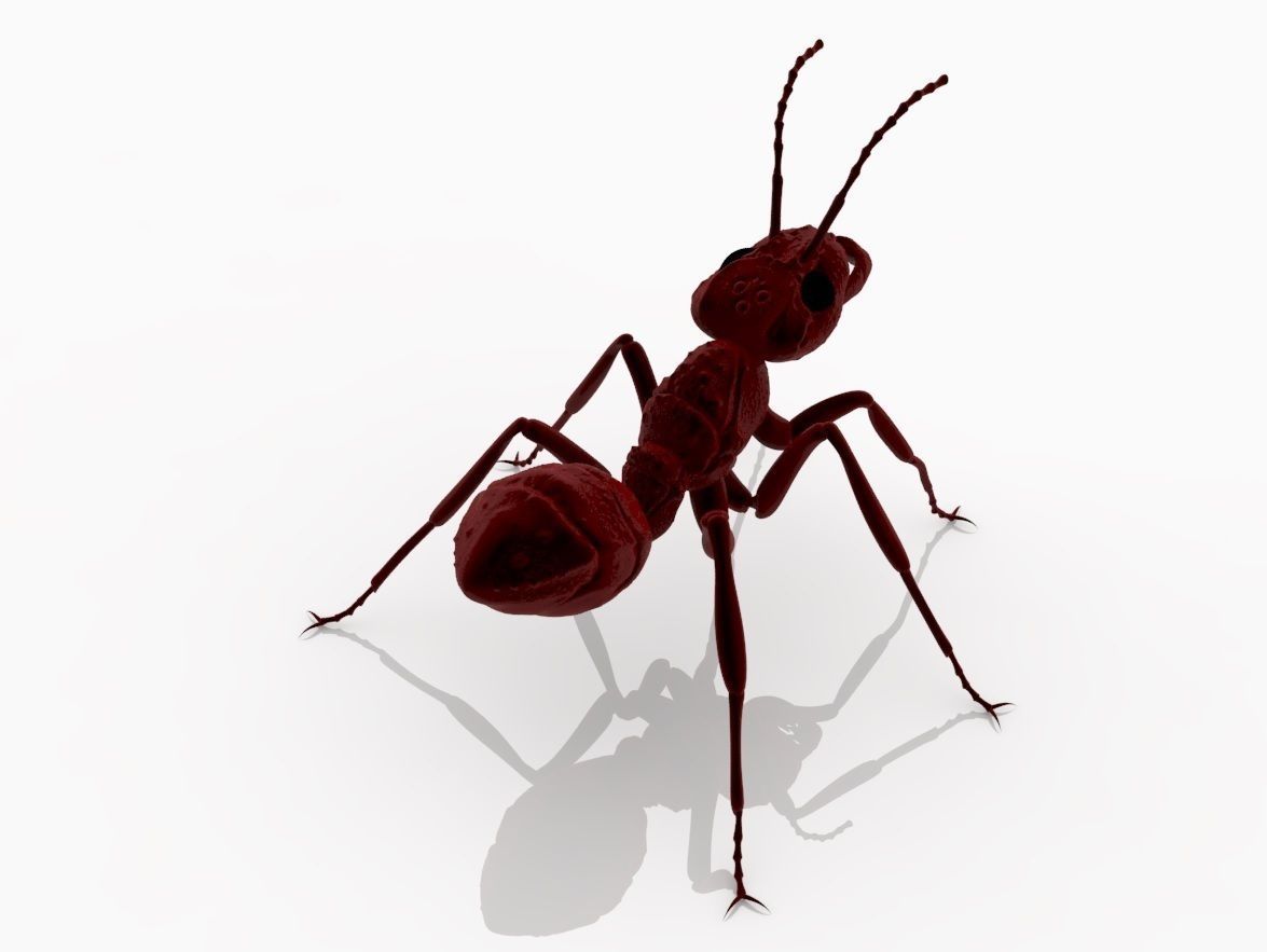 Detailed ant 3D print model_1