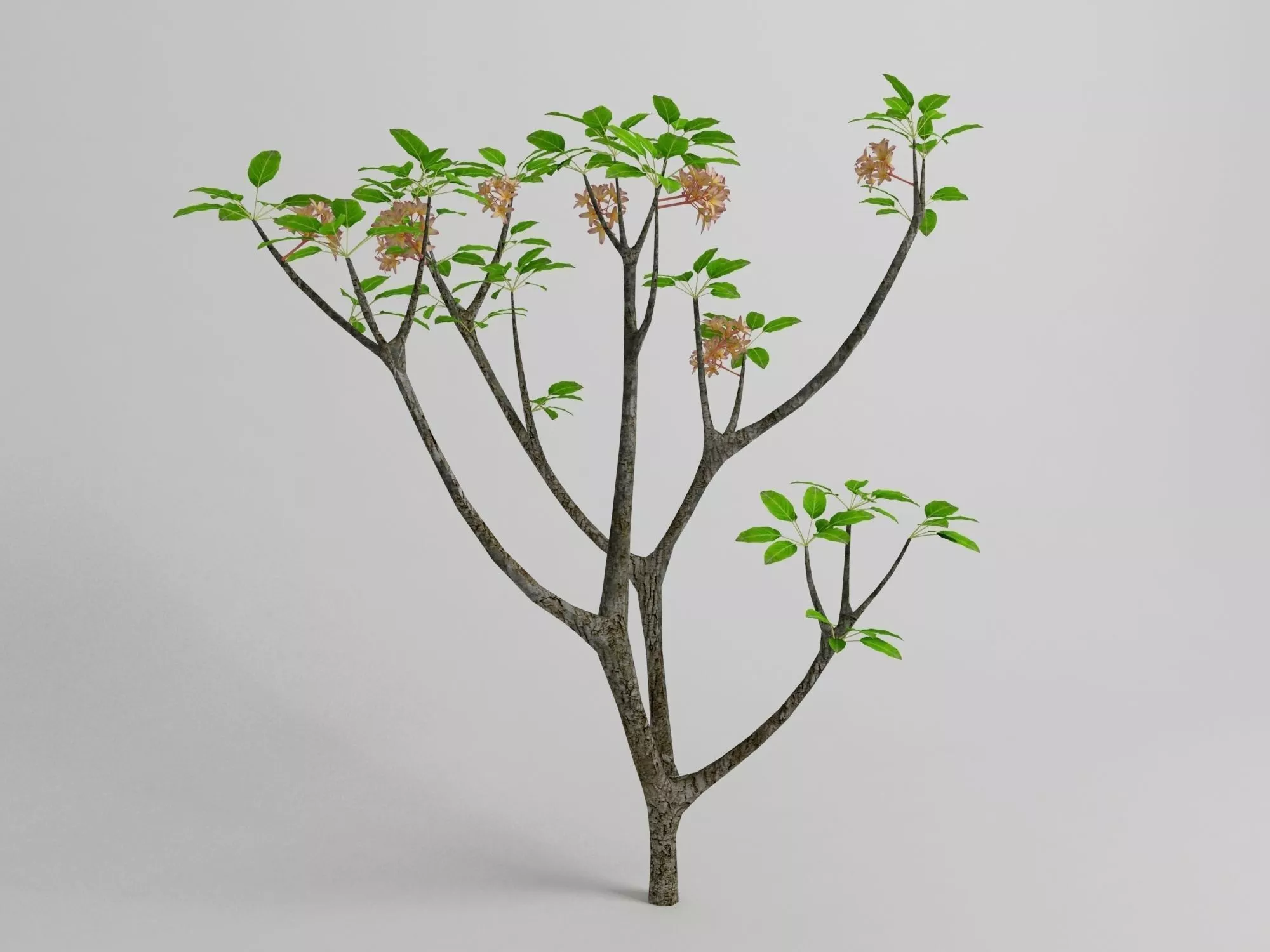 Plumeria rubra Free 3D model