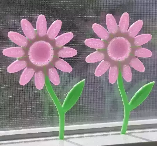 Flowers daisy flower