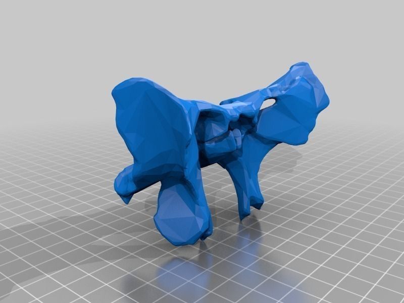 Face - Partial Skeleton Human 3D print model_4