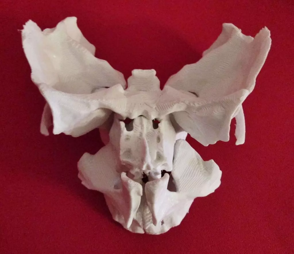 Face - Partial Skeleton Human 3D print model_0