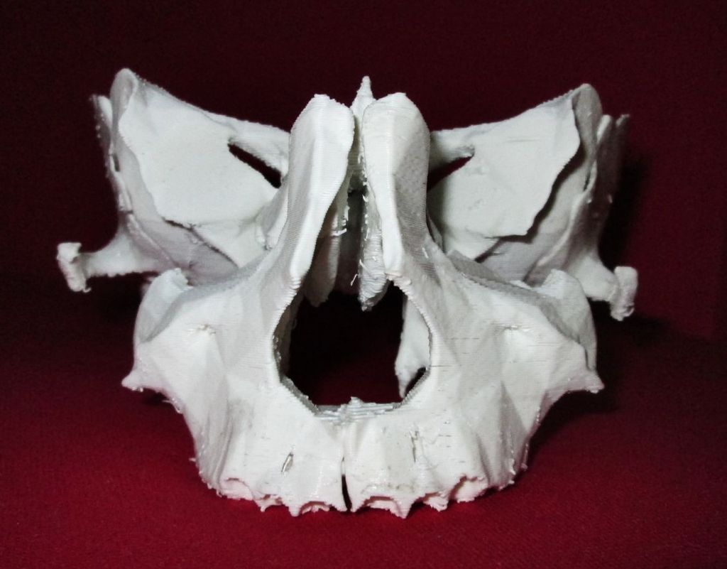 Face - Partial Skeleton Human 3D print model_1