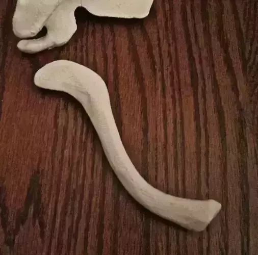 Skeleton Bone Clavicle-Right Human 