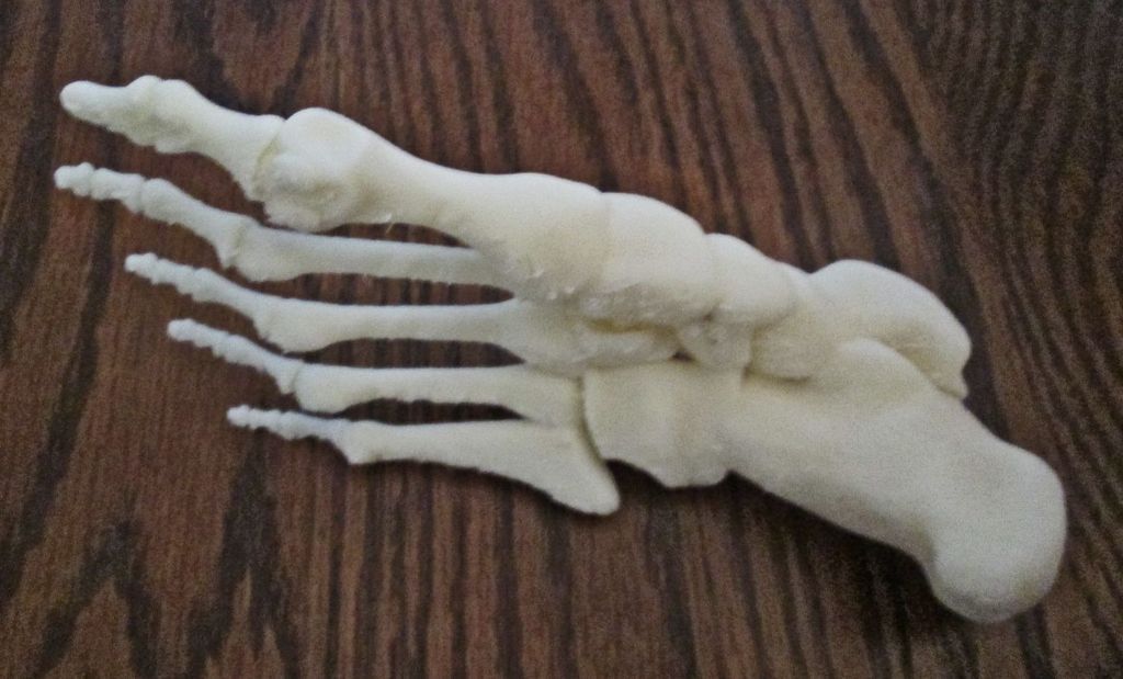 Skeleton Bones Foot-Right Human 3D print model_1