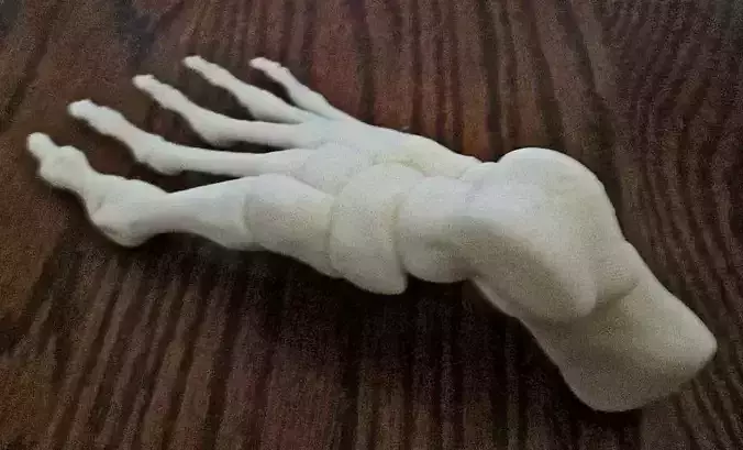 Skeleton Bones Foot-Right Human 3D print model