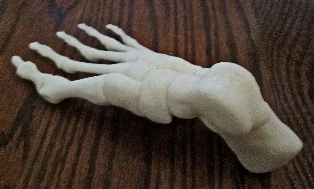 Skeleton Bones Foot-Right Human 3D print model_0